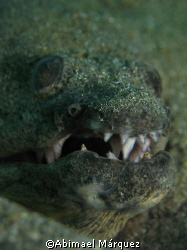 Snake Eel, Crash Boat, Aguadilla, Puerto Rico.
It is the... by Abimael Márquez 